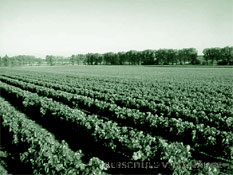 Rebschule Villa B&auml;der - Bilder