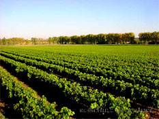 Rebschule Villa B&auml;der 