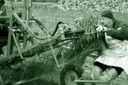 Rebschule Villa B&auml;der - Tafeltrauben