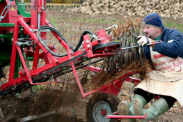 Rebschule Villa B&auml;der - Verkaufssortiment